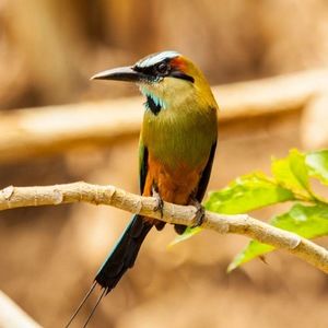 Meet your Posher, Franco